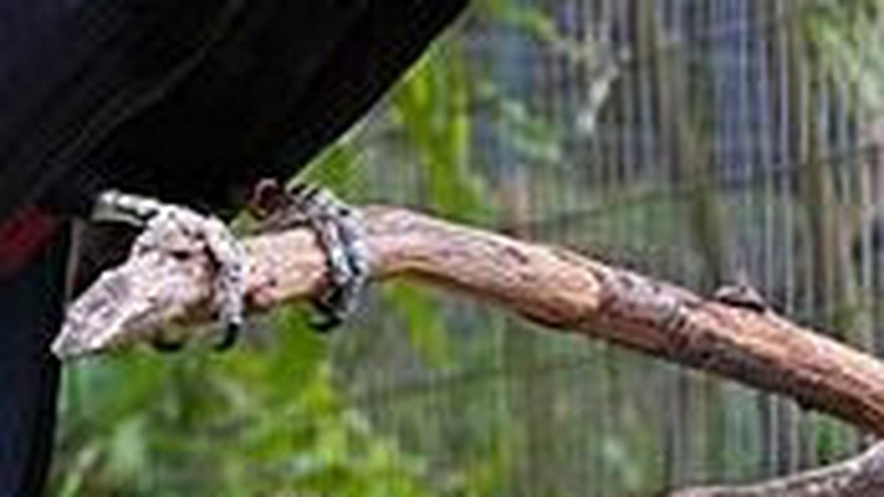 4. Burung Toucan Toco<br>