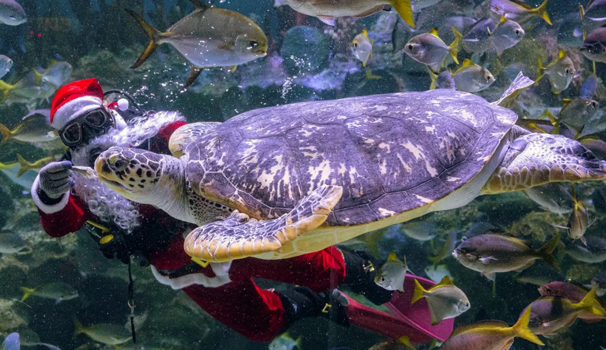 Seorang penyelam yang mengenakan pakaian Sinterklas memberi makan kura-kura dalam tangki di Aquaria KLCC, Kuala Lumpur, Malaysia, 23 Desember 2020. Pertunjukan ini sebagai bagian dari perayaan Natal. (Mohd RASFAN/AFP)