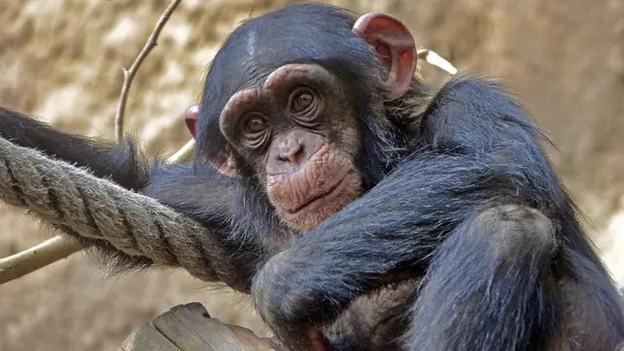 Kebun Binatang di China Larang Simpanse Tonton Video Pendek, Alasannya Perilakunya Jadi Aneh