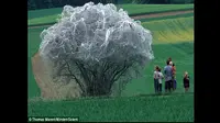 Pohon berisi ribuan ulat itu benar-benar ada di Swiss. Pohon yang ditumpangi ulat itu diselimuti sejenis benang putih. (Daily Mail)