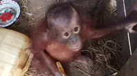 Satu individu bayi orangutan diselamatkan warga setelah terpisah dari induknya di Kecamatan Kongbeng, Kabupaten Kutai Timur, Kalimantan Timur. (Foto: Istimewa)