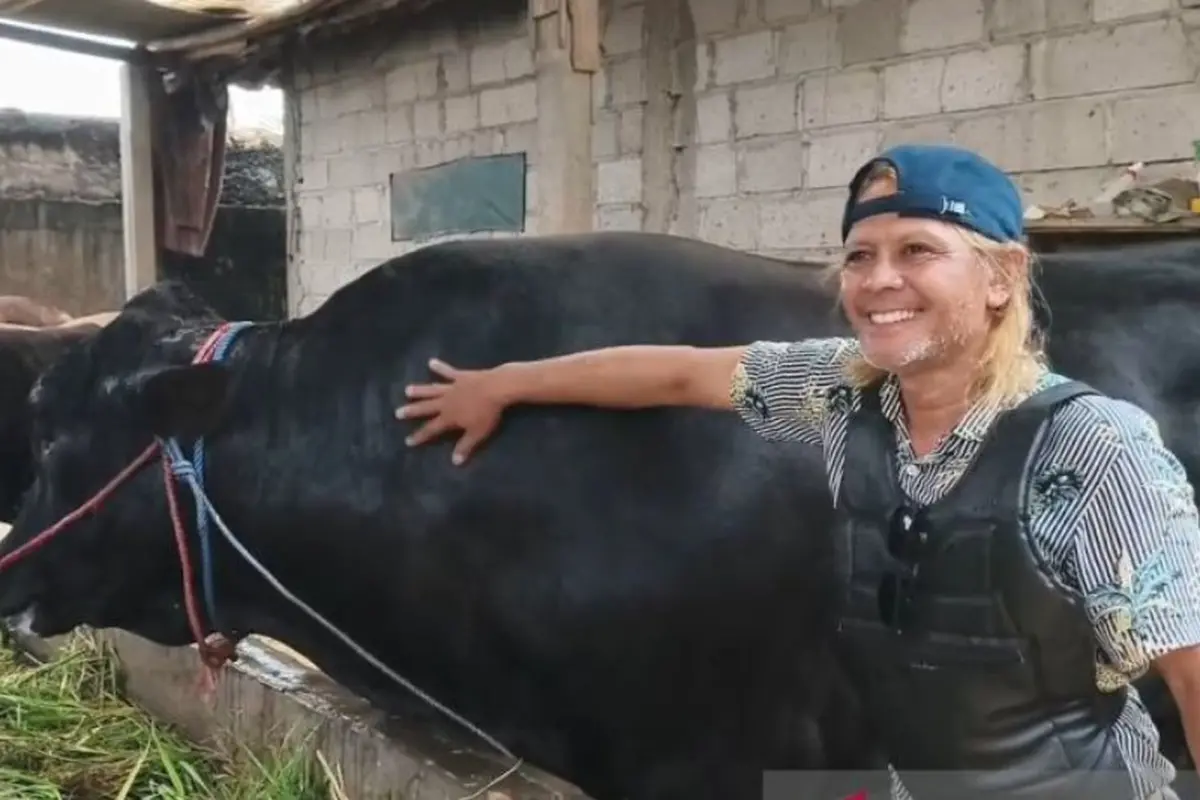 Falahudin, peternak asal Balaraja, Kabupaten Tangerang, Banten menujukkan sapi kesayangannya yang menjadi hewan kurban pilihan Presiden Prabowo Subianto untuk Iduladha.