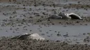 Dua burung bangau mati tergeletak di tanah di kawasan konservasi Danau Hula, utara Laut Galilea, Minggu (2/1/2022). Flu burung telah membunuh ribuan bangau yang bermigrasi dan mengancam hewan lain di Israel utara. (AP Photo/Ariel Schalit)