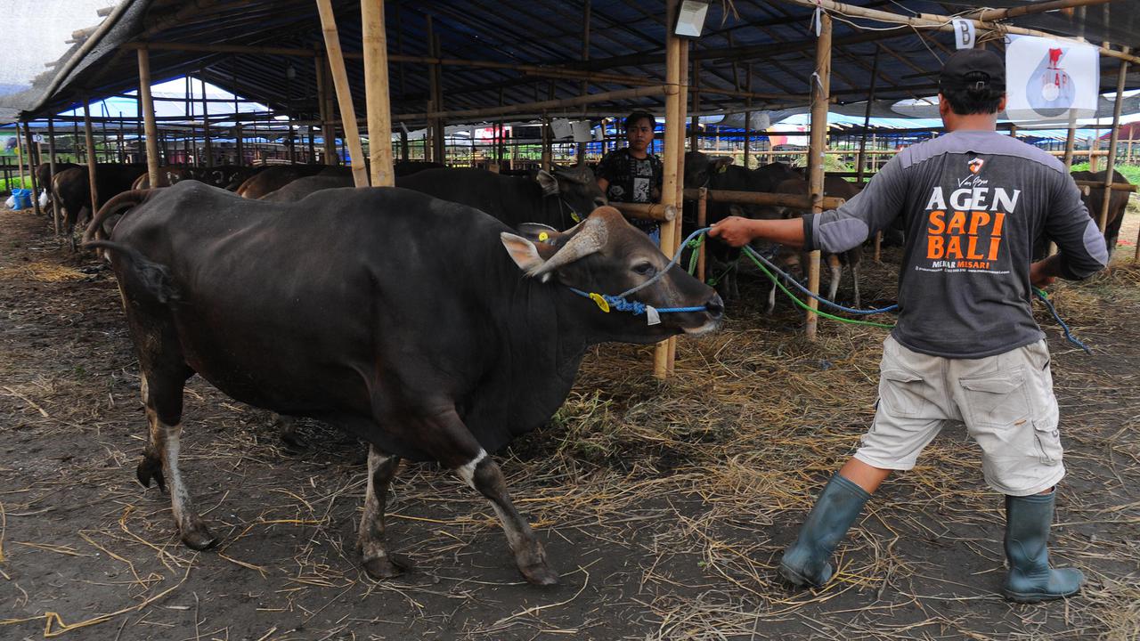 Niat dan Tata Cara Menyembelih Hewan Kurban untuk Orang Lain