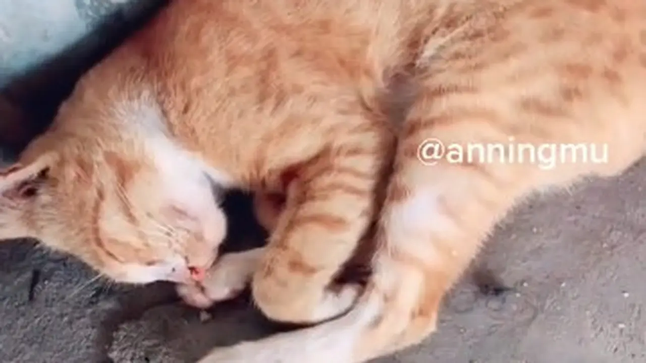 Dermawan, Pria Ini Rutin Beri Makan Kucing Liar yang Kelaparan