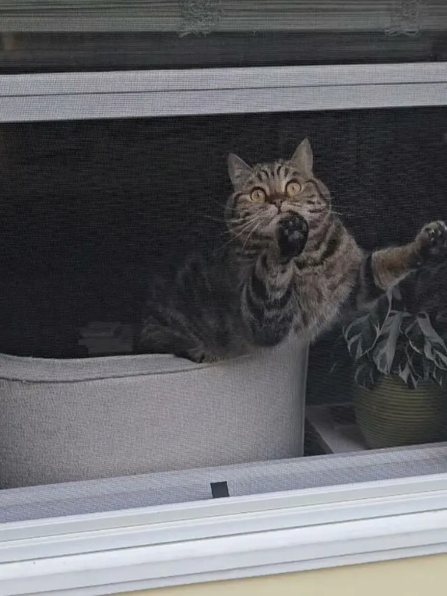 6 Pose Kucing Dipotret dari Luar Jendela, Dramatis Banget