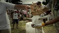 Kambing Tercantik Sejagat 