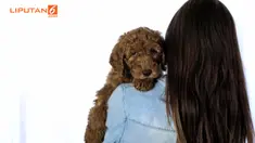 Dengan menggendong anak anjing, mereka berpose layaknya sebuah keluarga bahagia.