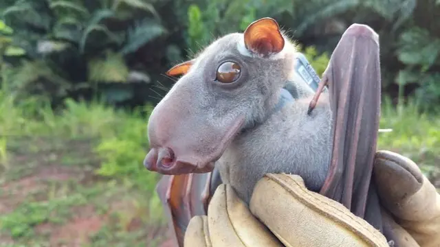 Potret Kelelawar Raksasa Berkepala Palu dari Afrika