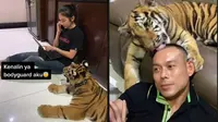 6 Video Viral Keseharian Keluarga Pelihara Harimau, Bak Kucing Rumah (sumber: TikTok/ming.sumampow)
