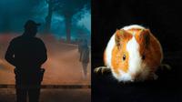 Kisah Hamster Selamatkan Narapidana dari Hukuman Mati, Jadi Kontroversi (Sumber: pexels.com/farissubriun)