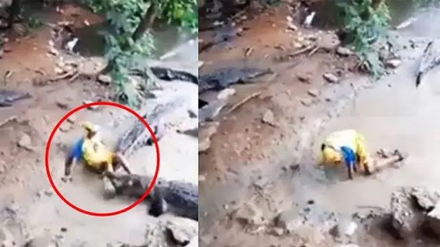 Diterkam Buaya, Begini Aksi Menegangkan Pawang Lolos dari Maut