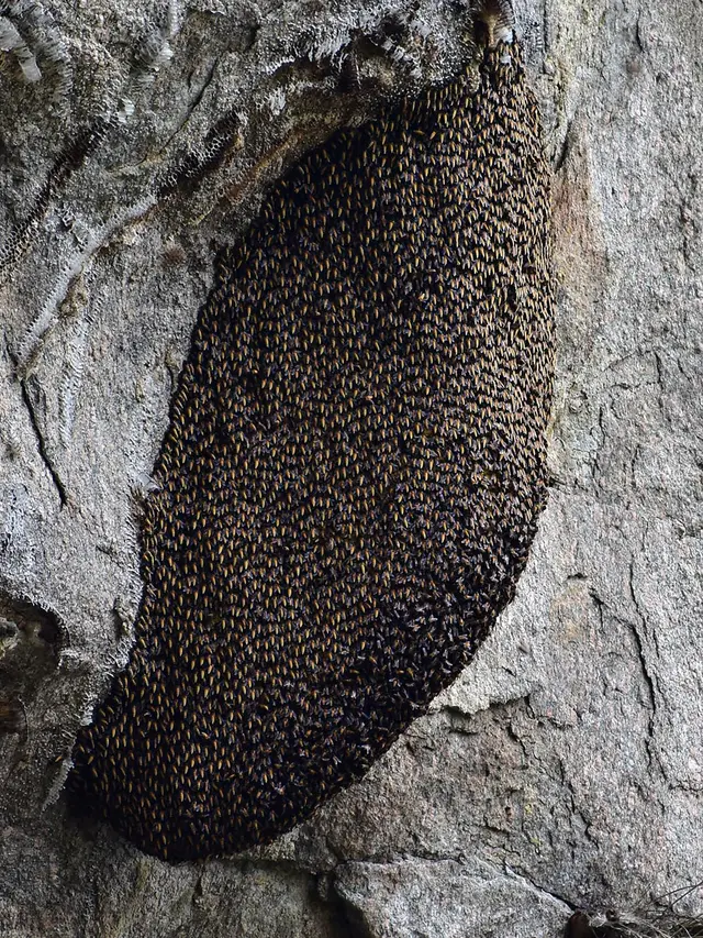 Ratusan Koloni Lebah Madu di Hutan Lindung India