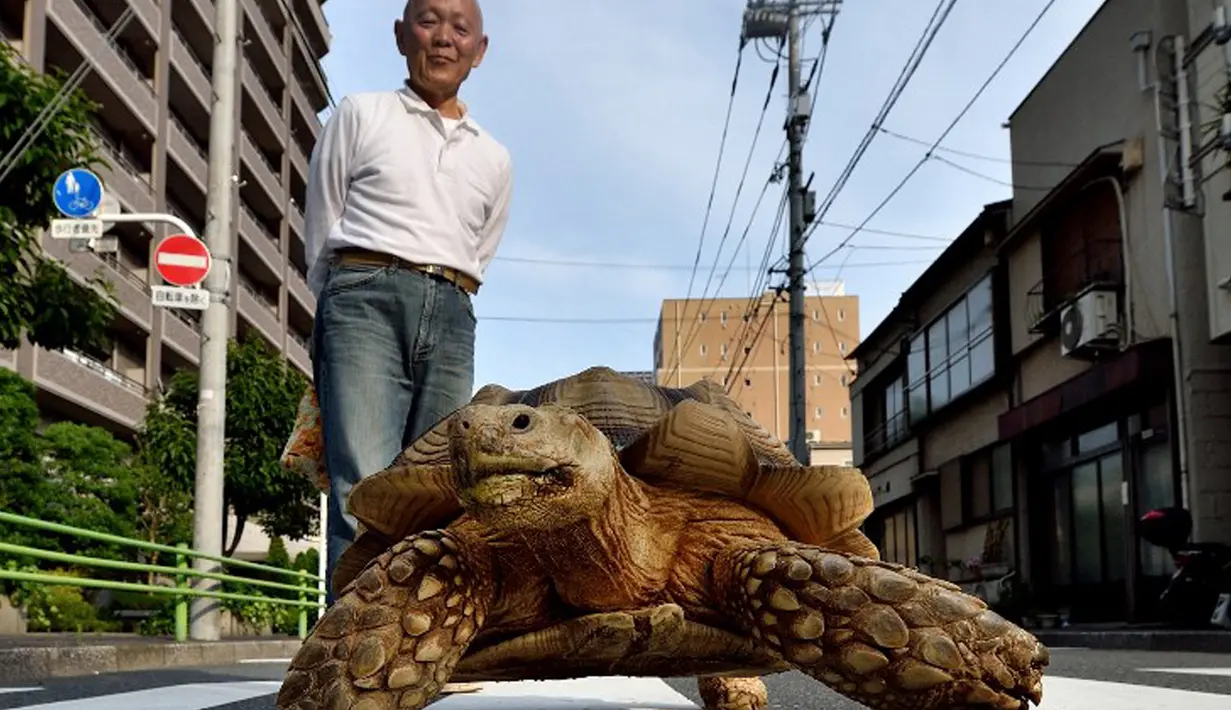 Seorang warga Tsukishima, Tokyo, Jepang memiliki binatang peliharaan yang tidak biasa, seekor kura-kura Afrika. Pemiliknya, Hisao Mitani mengaku telah memelihara kura-kura yang diberi nama Bon-chan itu  selama 19 tahun.  (AFP Photo/Kazuhiro Nogi)