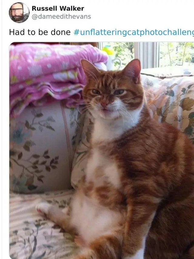 Tak Selalu Menggemaskan, Ini 8 Potret Saat Kucing Bertingkah Aneh