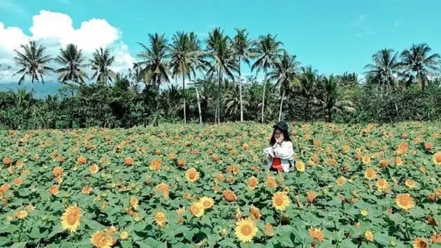 [Bintang] Lautan Bunga Matahari