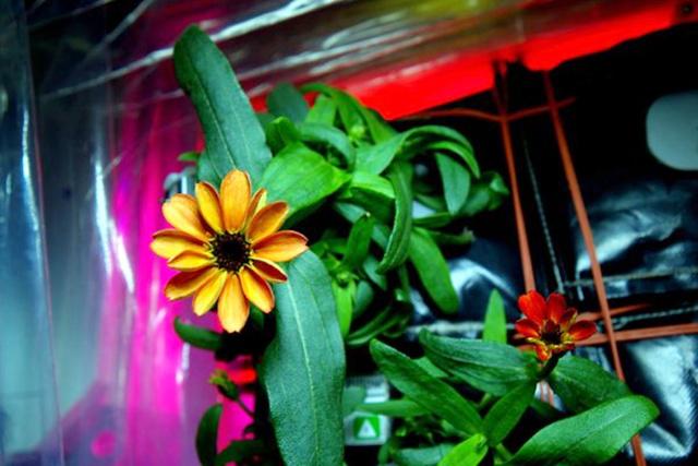 Photo: Copyright twitter / @StationCDRKelly