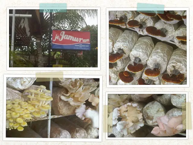 Jejamuran adalah salah satu restoran yang wajib dikunjungi di Yogyakarta