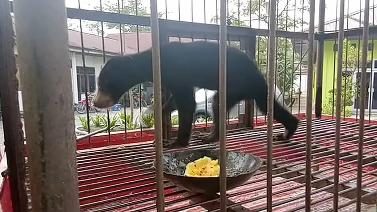 Beruang madu