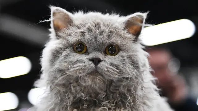 Tampil Beda, 5 Ras dengan Ciri Fisik Unik ini Siap Mencuri Hati Catlover