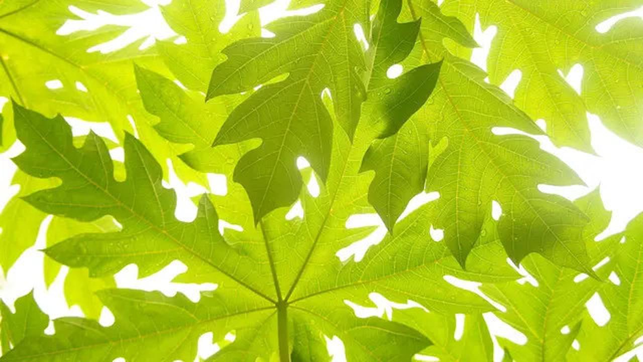 Trik Cepat Empukkan Kikil Sapi Tanpa Panci Presto