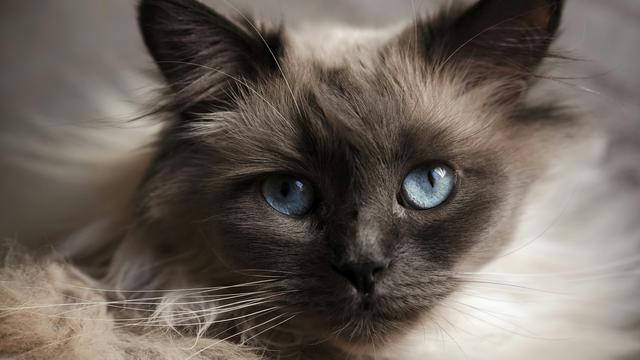 Birman
