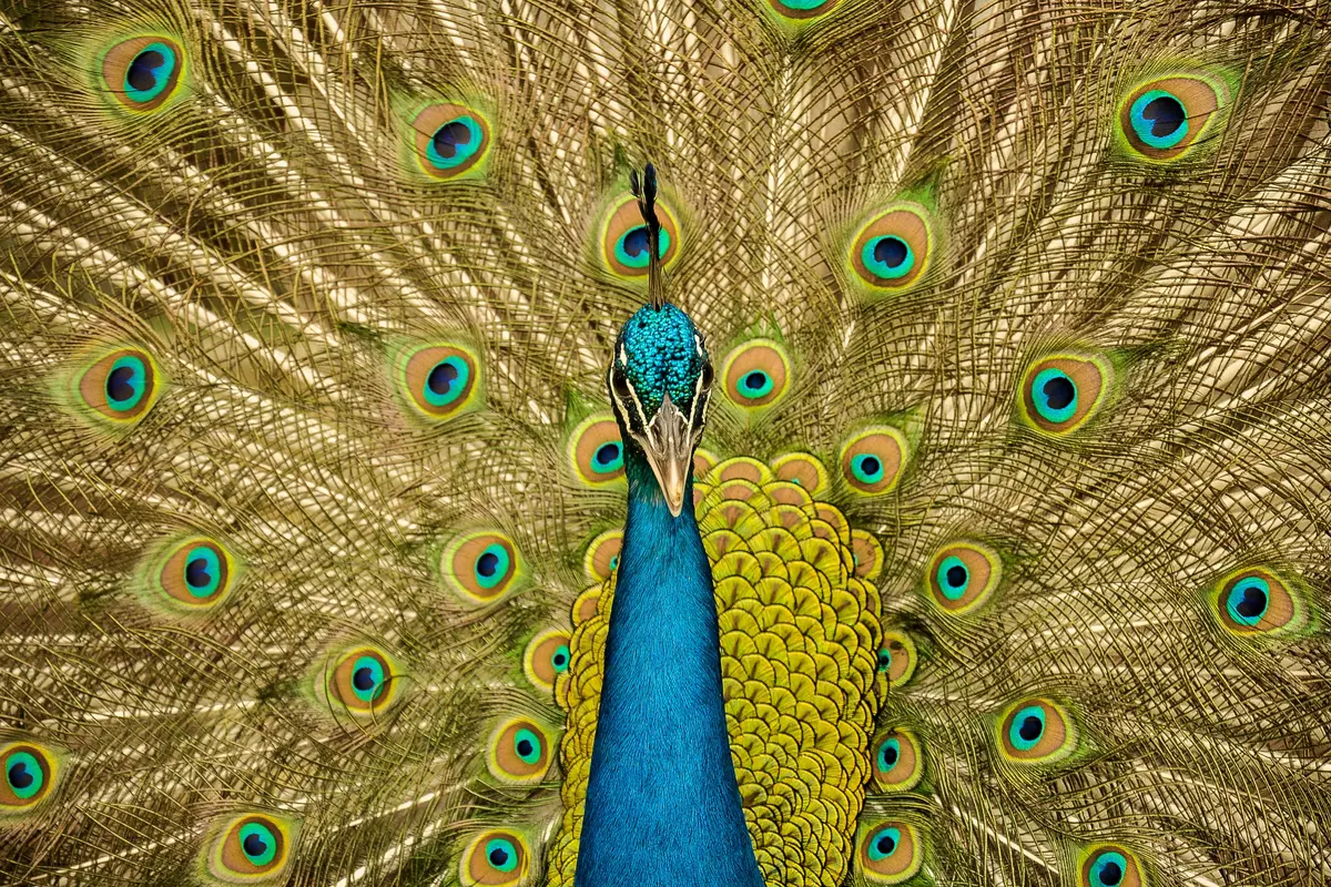 Ilustrasi burung merak
