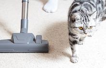 9 Trik Ampuh Menghilangkan Bulu Kucing dari Karpet yang Jarang Diketahui Orang, Salah Satunya Pakai Bahan Dapur Ini