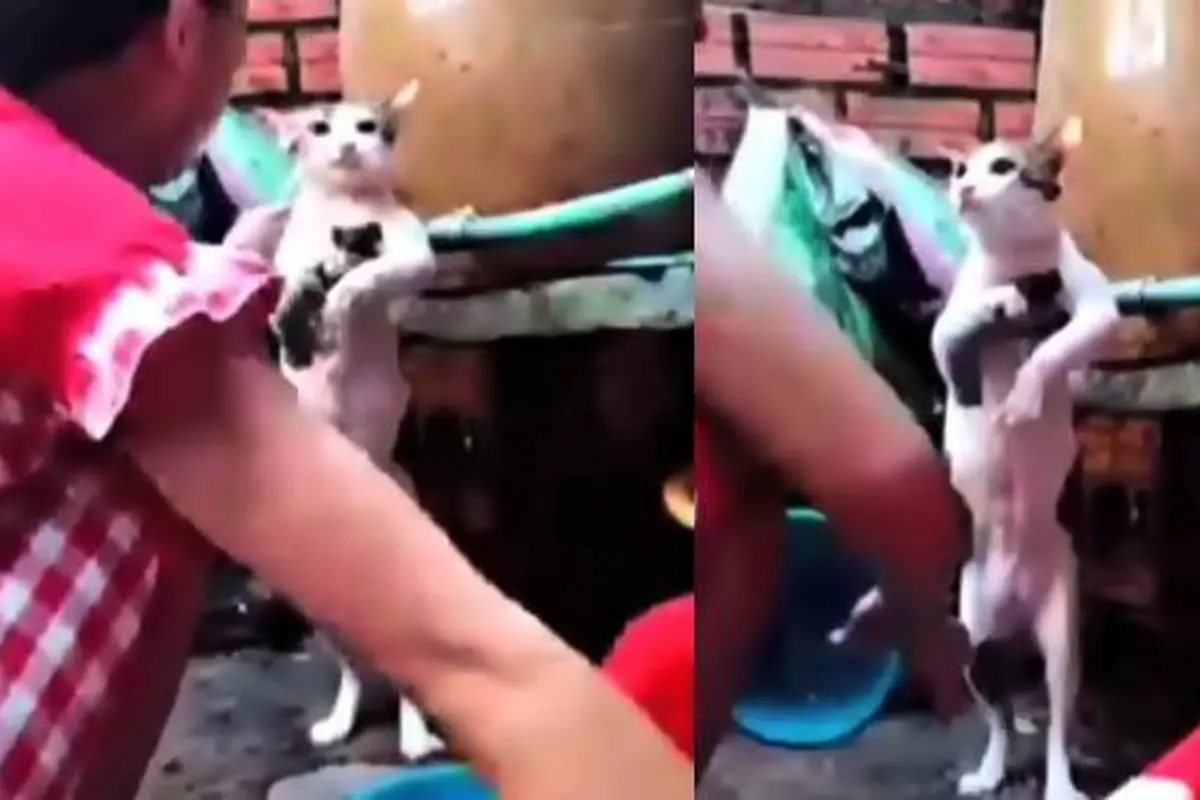 Viral Video Kucing Bak Anak Kecil Saat Dimandikan Ini Menggemaskan