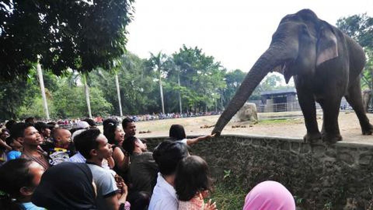 Libur tahun baru, 30 ribu pengunjung padati bonbin Surabaya