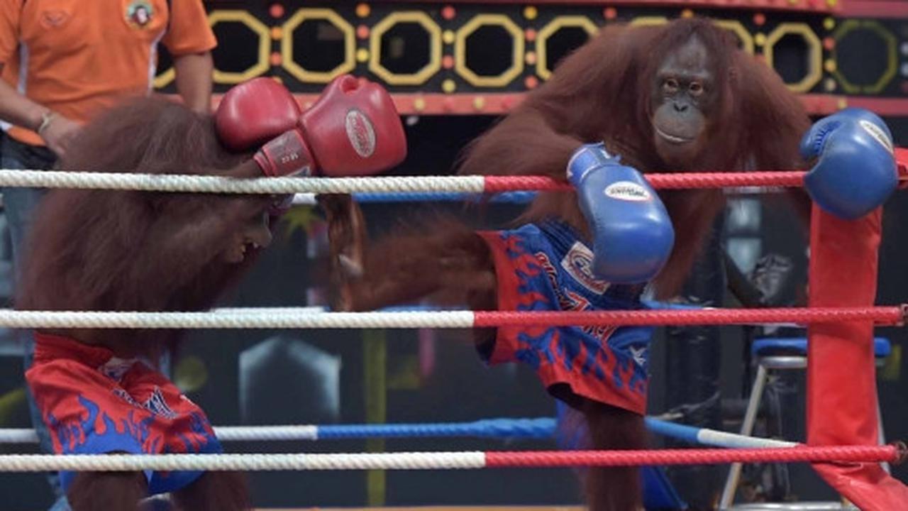 Aksi seru dan lucu orang utan bertanding Muay Thai