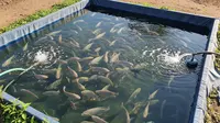 Cara Ternak Ikan Mujair di Halaman Sempit Tanpa Sering Ganti Air