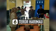 THUMBNAIL HARIMAU