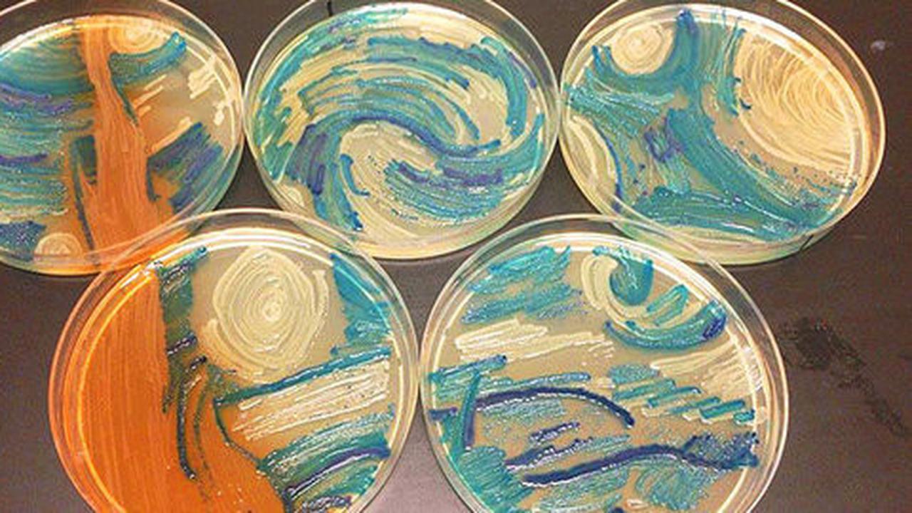 Unik, replika lukisan Van Gogh ini terbuat dari bakteri