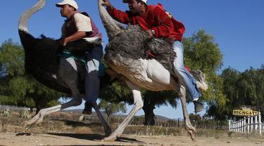 Dua pria bersaing dalam perlombaan burung unta di peternakan burung unta Highgate di Oudtshoorn, Afrika Selatan. (Foto AP / Shuji Kajiyama)