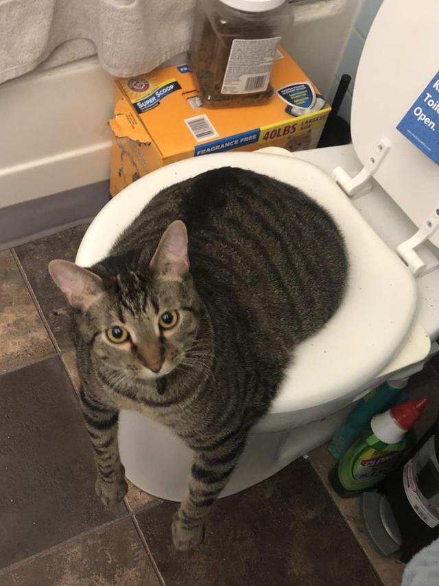 10 Potret Nyeleneh Kucing Tersangkut Waktu Usil, Penampakannya Bikin Nyengir