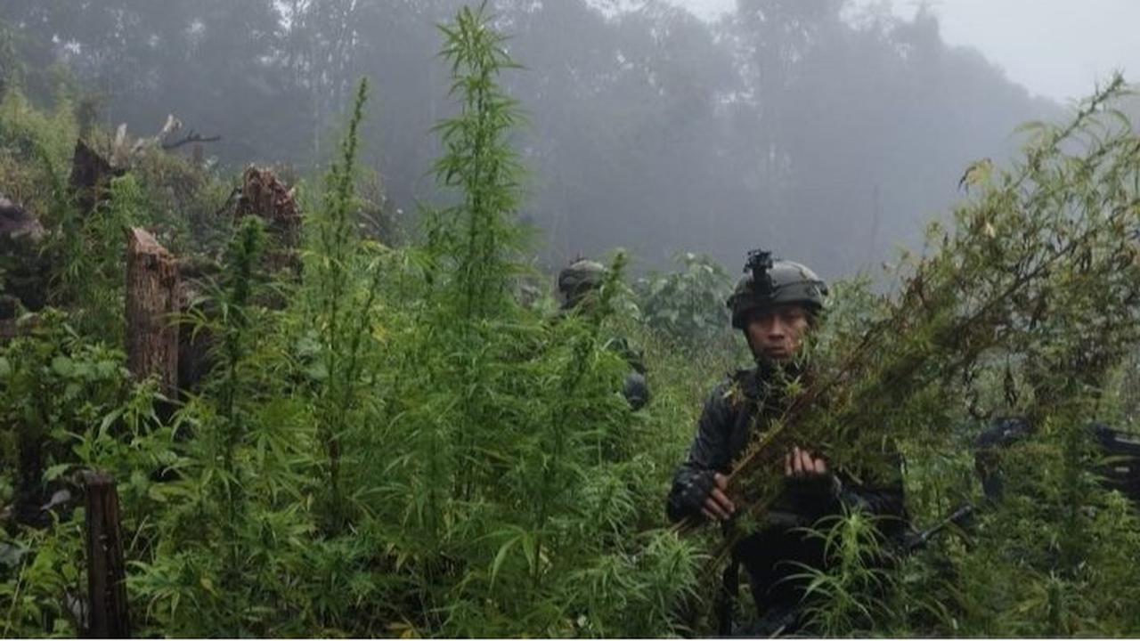 Mulai Riset Ganja untuk Medis, BNN Tegaskan Tidak Semua Orang Bebas Pakai