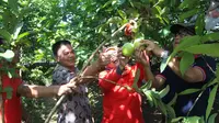 Wisatawan memetik buah di Botania Garden, Karangcengis, Bukateja, Purbalingga. (Foto: Liputan6.com/Dinkominfo PBG/Muhamad Ridlo)