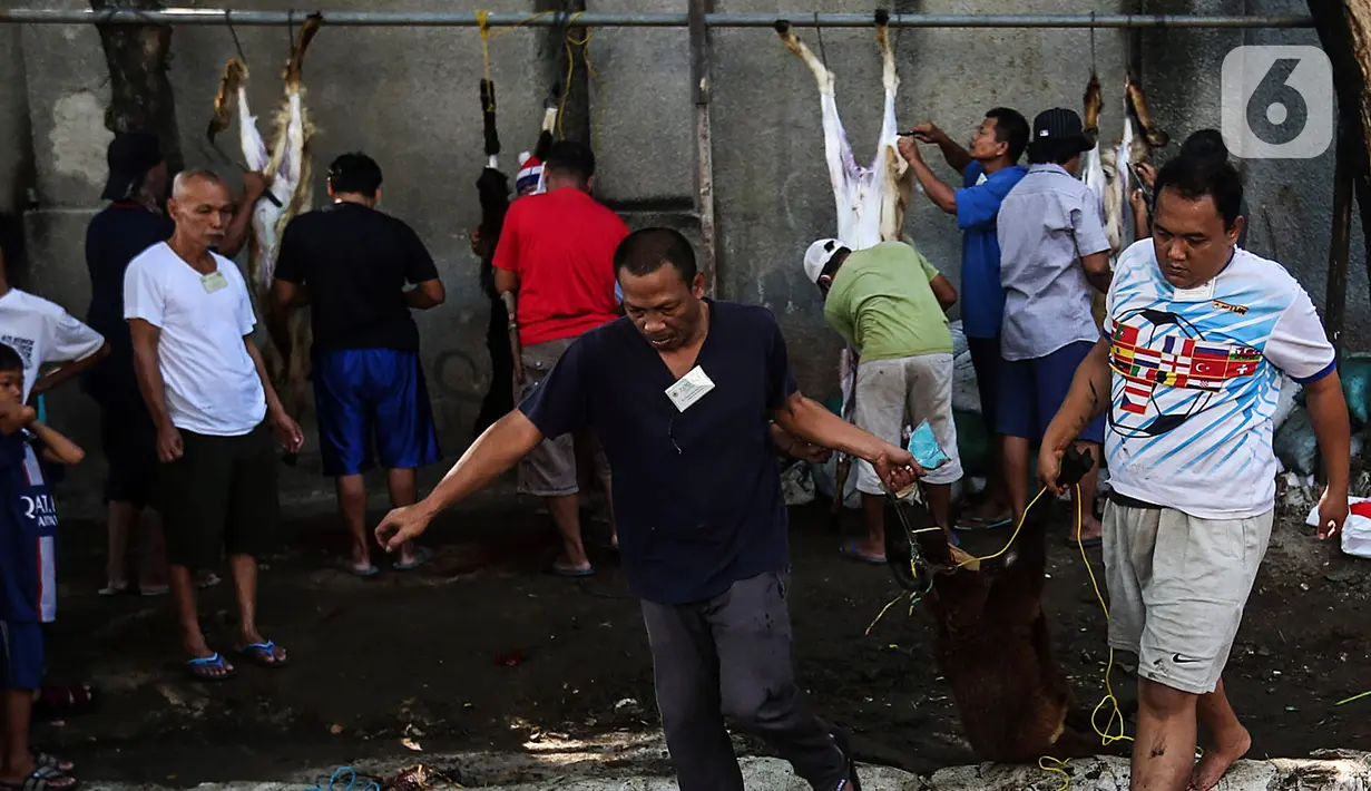 Selanjutnya daging kurban yang sudah dipotong kemudian dikemas dan dibagikan kepada warga yang berhak. (Liputan6.com/Johan Tallo)
