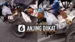 Video anjing-anjing terikat di atas becak motor viral di media sosial.