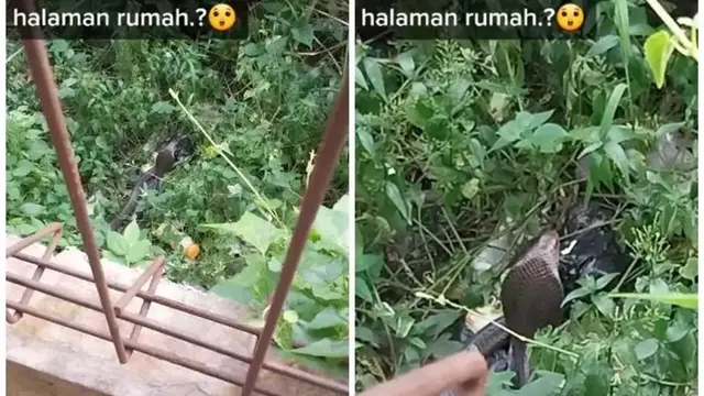 6 Potret Penemuan Ular Tak Terduga di Pemukiman Warga Ini Bikin Panik