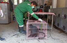 Mengenaskan, Lutung Jawa Tersengat Listrik di Gunungpati Semarang