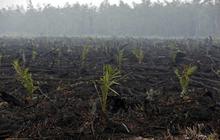 Ini bibit sawit yang muncul di hutan bekas kebakaran Palangkaraya