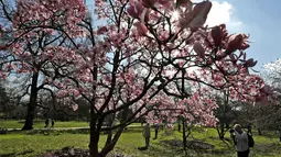 Seorang pengunjung mengabadikan bunga pohon magnolia di Kew Royal Botanic Gardens pada hari yang cerah di London (22/3/2021).  Kew Gardens telah dibuka satu tahun setelah penguncian terkait COVID-19 pertama di Inggris. (AP Photo/Frank Augstein)