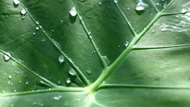 Daun Talas