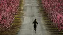 Seorang wanita berlari di tengah hamparan bunga persik yang bermekaran di Aitona, Catalunya, Spanyol (5/3/2021).  Dibandingkan dengan bunga plum dan bunga sakura,warna kelopak bunga persik adalah pink terang. (AFP/Pau Barrena)