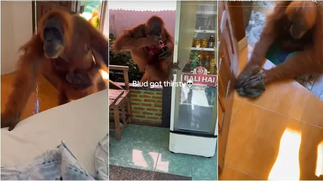 Tingkah Orang Utan Bawa Anaknya Masuk Kamar Turis Ini Viral, Numpang Cuci Tangan