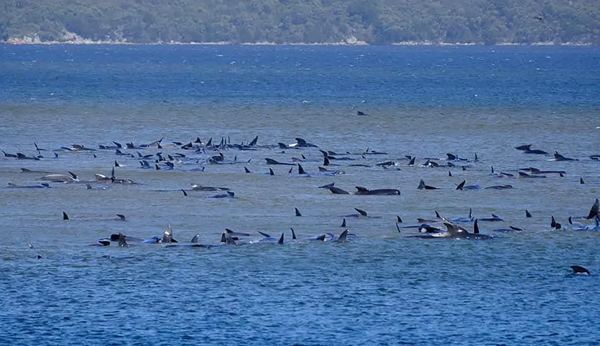 Kawanan paus pilot yang terdampar di perairan Pelabuhan Macquarie, dekat Strahan, Tasmania, Australia (21/09/2020). Sebanyak 90 paus telah mati dan operasi "menantang" sedang dilakukan untuk menyelamatkan 180 lainnya yang masih terdampar pada 22 September. (AFP/Handout/Ryan Bloomfield)