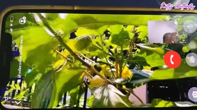 Rumah DJ Butterfly di Thailand