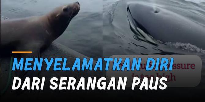 VIDEO: Berusaha Menyelamatkan Diri dari Serangan Paus, Wanita Usir Singa Laut dari Kapalnya